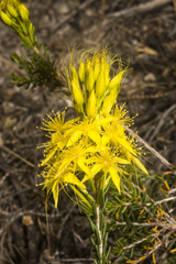 Calytrix flavescens