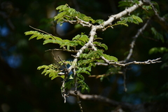 Senegalia erubescens
