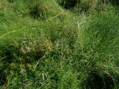 Epilobium pallidiflorum
