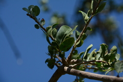 Elaeodendron transvaalense