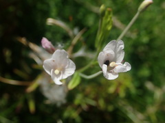 Epilobium pallidiflorum