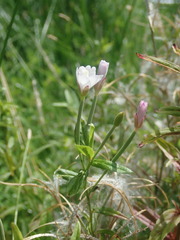 Epilobium pallidiflorum