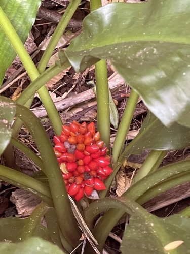 Palisota bracteosa