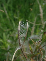 Epilobium pallidiflorum