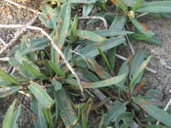 Gastrophysa atrocyanea