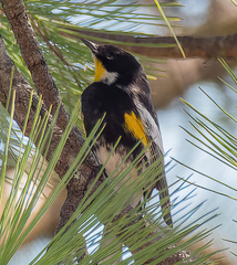 Setophaga coronata goldmani