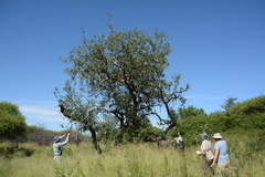 Elaeodendron transvaalense