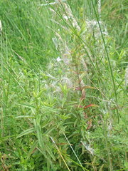 Epilobium pallidiflorum