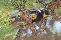 Setophaga coronata goldmani