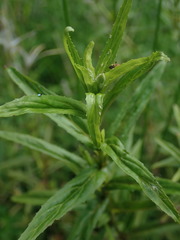 Epilobium pallidiflorum