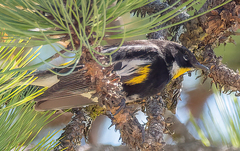 Setophaga coronata goldmani