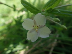 Epilobium pallidiflorum