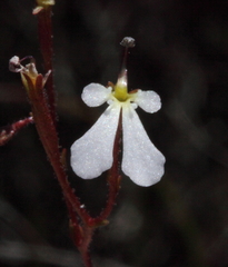 Stylidium rhipidium