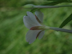 Epilobium pallidiflorum