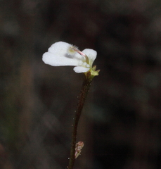 Stylidium rhipidium