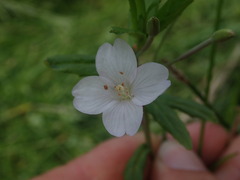 Epilobium pallidiflorum