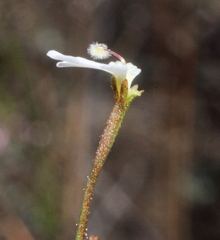 Stylidium rhipidium