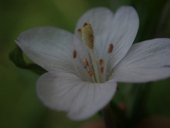 Epilobium pallidiflorum