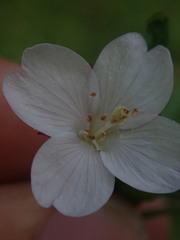Epilobium pallidiflorum