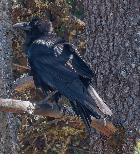 Corvus corax image