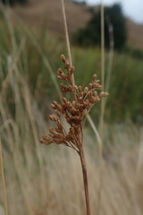 Juncus australis