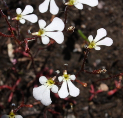 Stylidium rhipidium