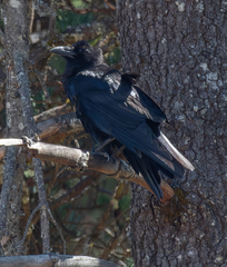 Image of Corvus corax