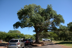 Sclerocarya birrea caffra