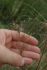 Juncus australis