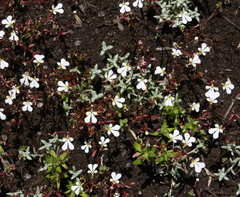 Stylidium rhipidium