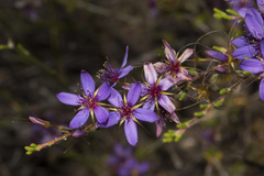 Calytrix fraseri