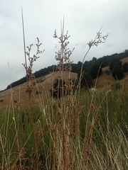 Juncus australis