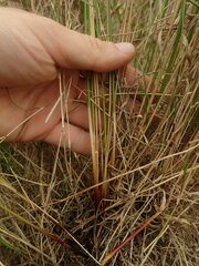 Juncus australis