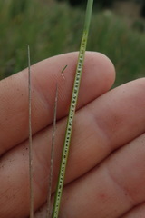 Juncus australis