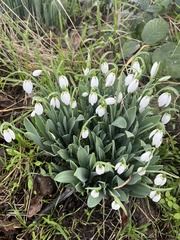 Galanthus elwesii