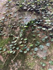 Pyrrosia