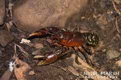 Euastacus sulcatus