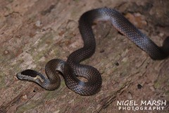 Cacophis squamulosus