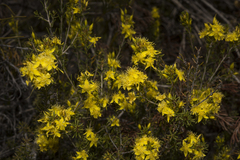 Calytrix flavescens