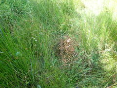 Juncus prismatocarpus