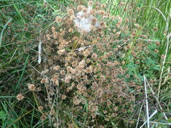 Juncus prismatocarpus