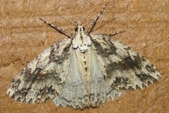 Pseudocoremia rudisata