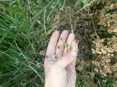 Juncus prismatocarpus