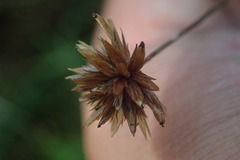 Juncus prismatocarpus