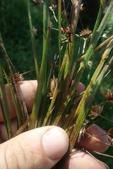 Juncus prismatocarpus