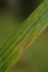 Juncus prismatocarpus