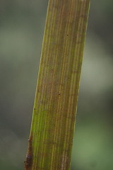 Juncus prismatocarpus