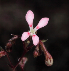 Stylidium lepidum