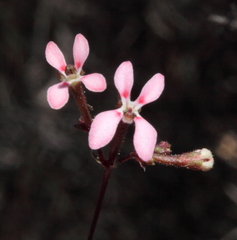 Stylidium lepidum