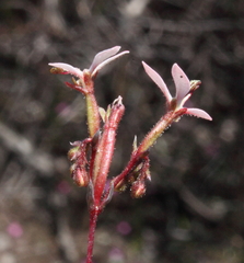 Stylidium lepidum